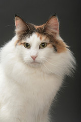 portrait charmant d'un chat des forêts norvégiennes