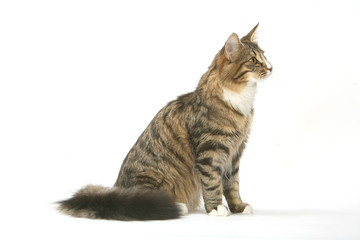 chat tigré de profil