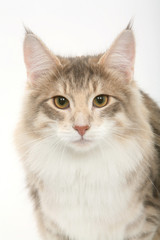 Obraz premium portrait d'un Norvégien