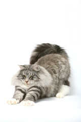 posture féline typique chez un chat des forêts norvégiennes