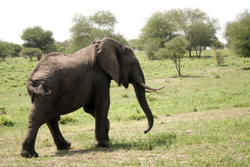 Elephant, Selous National Park, Tanzania