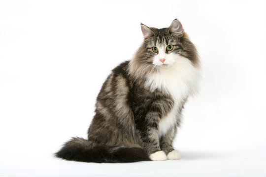 skogkatt assis ramass&eacute; sur lui m&ecirc;me