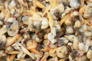 Scapharca subcrenata （Clam ）. 