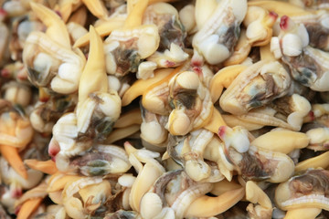 Scapharca subcrenata （Clam ）. 