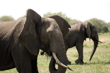 Fototapeta na wymiar Słonie, Selous National Park, Tanzania