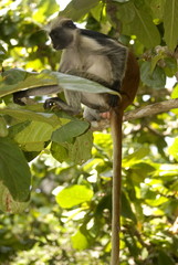 Red colobus, Jozani - Chwaka National Park, Zanzibar, Tanzania