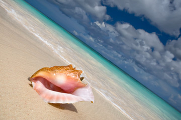 Fototapeta na wymiar Shell on a white sand beach near blue see