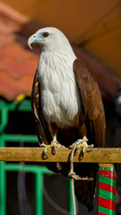 sea eagle