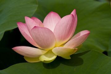 Lotosblüte