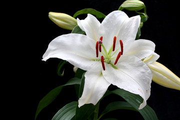 Lilie weiß © Alexander Kulla