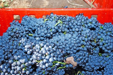 Fresh black grapes