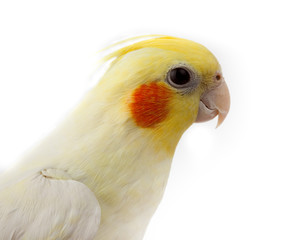 Cockatiel, Cockatoo Parrot, Quarrion, Weero, Nymphicus hollandic