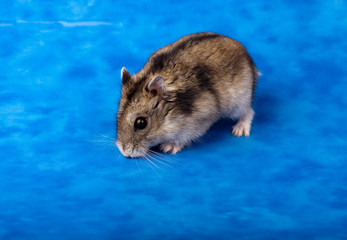 Djungarian, Siberian, Winter White Russian Dwarf Hamster