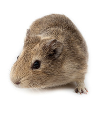 Guinea pig, Cavy, Cavia porcellus