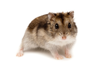 Djungarian, Asian, Siberian, Campbells, Dwarf hamster