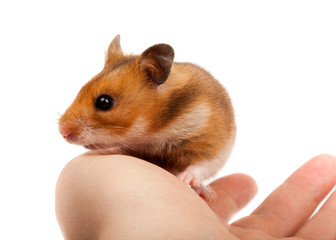 Golden, or Syrian Hamster, Goldhamster (Mesocricetus auratus)