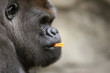gorila comiendo zanahoria