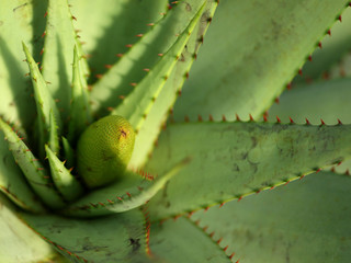 Aloe Vera mit wachsender Blüte