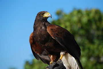 Aguila