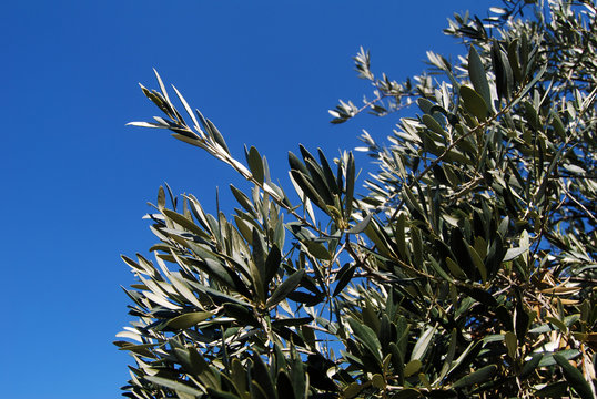 Branches d'oliviers sur fond de ciel bleu
