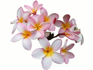 Frangipani vor weißem Hintergrund