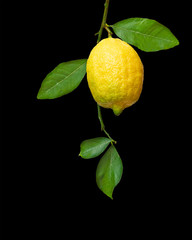 Lemon on branch isolated on black background