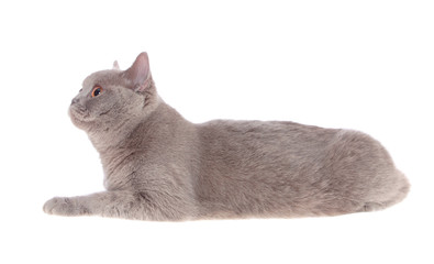 British cat.