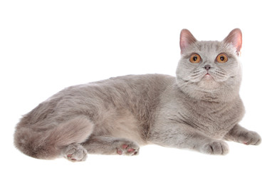 British cat