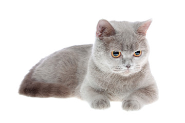 cat, isolated.