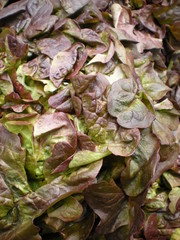 Verdura