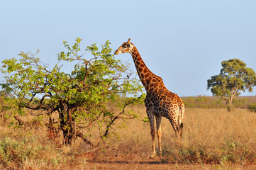 young giraffe in morning sunshine