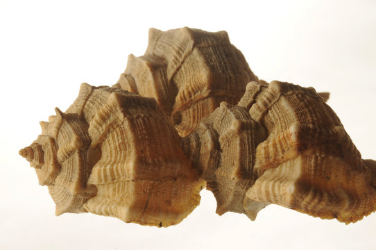 Murex trunculus