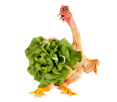 standing chicken holding salad