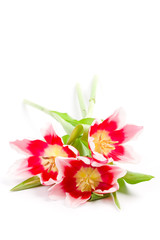 Obraz na płótnie Canvas three pink tulips