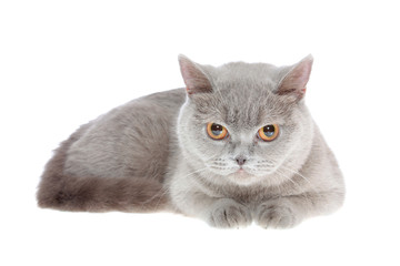 The British cat