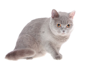 British cat , isolated.