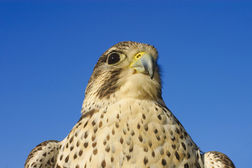 Prairie falcon