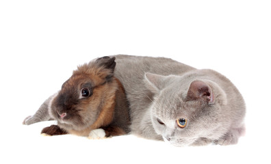 cat and rabbit , isolated.