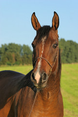 Fototapeta premium Pferd - Portrait vor Himmel