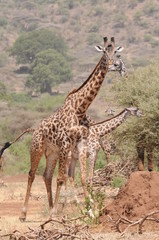 Giraffe