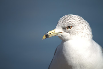 Close-up of Laridade Seagull