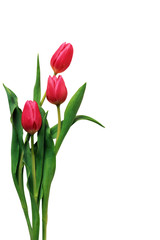 tulipani