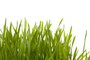 grass isolated on white background