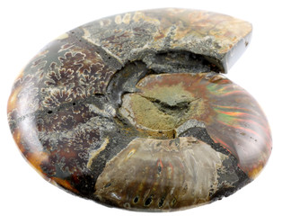 ammonite fond blanc
