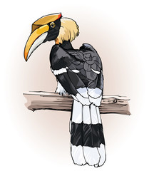 great hornbill © Isaxar