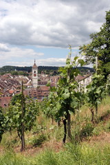 Fototapeta na wymiar Schaffhausen vineyard in Switzerland