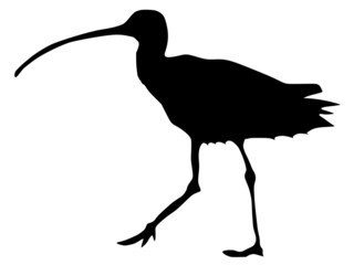 silhouette of curlew - obrazy, fototapety, plakaty