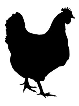 Silhouette Of Hen