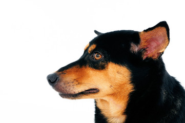 Closeup of a dog over white background