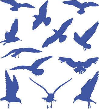 Birds, seagulls in blue silhouettes